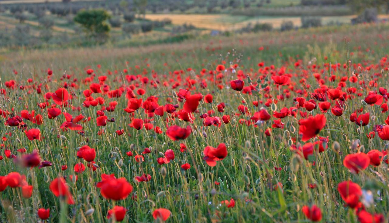 Agriturismo Il Forasacco Grosseto Kültér fotó